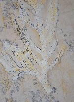 Brachyphyllum nepos SAPORTA - Bild &copy; FossNet FossilienStore